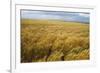 Wheat Blowing in the Wind-Darrell Gulin-Framed Photographic Print