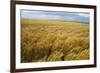 Wheat Blowing in the Wind-Darrell Gulin-Framed Photographic Print