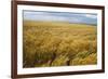 Wheat Blowing in the Wind-Darrell Gulin-Framed Photographic Print