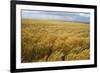 Wheat Blowing in the Wind-Darrell Gulin-Framed Photographic Print