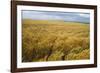 Wheat Blowing in the Wind-Darrell Gulin-Framed Photographic Print