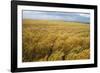 Wheat Blowing in the Wind-Darrell Gulin-Framed Photographic Print