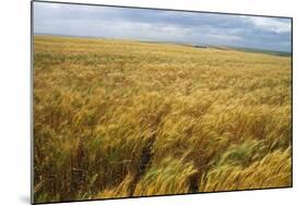 Wheat Blowing in the Wind-Darrell Gulin-Mounted Photographic Print