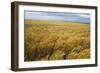 Wheat Blowing in the Wind-Darrell Gulin-Framed Photographic Print