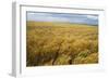 Wheat Blowing in the Wind-Darrell Gulin-Framed Photographic Print