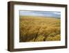 Wheat Blowing in the Wind-Darrell Gulin-Framed Photographic Print