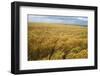 Wheat Blowing in the Wind-Darrell Gulin-Framed Photographic Print