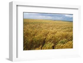 Wheat Blowing in the Wind-Darrell Gulin-Framed Photographic Print