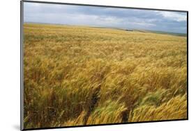 Wheat Blowing in the Wind-Darrell Gulin-Mounted Photographic Print