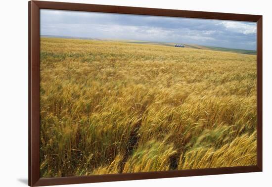 Wheat Blowing in the Wind-Darrell Gulin-Framed Photographic Print