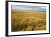 Wheat Blowing in the Wind-Darrell Gulin-Framed Photographic Print