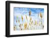 Wheat blowing in the wind-Sheila Haddad-Framed Photographic Print