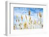 Wheat blowing in the wind-Sheila Haddad-Framed Photographic Print