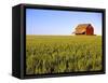 Wheat Crop Growing in Field Before Barn-Terry Eggers-Framed Stretched Canvas