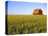 Wheat Crop Growing in Field Before Barn-Terry Eggers-Stretched Canvas
