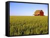Wheat Crop Growing in Field Before Barn-Terry Eggers-Framed Stretched Canvas