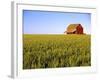 Wheat Crop Growing in Field Before Barn-Terry Eggers-Framed Photographic Print