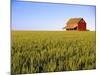 Wheat Crop Growing in Field Before Barn-Terry Eggers-Mounted Photographic Print