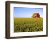 Wheat Crop Growing in Field Before Barn-Terry Eggers-Framed Photographic Print