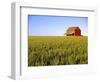 Wheat Crop Growing in Field Before Barn-Terry Eggers-Framed Photographic Print