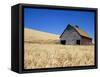 Wheat Crop Growing in Field By Barn-Terry Eggers-Framed Stretched Canvas