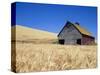 Wheat Crop Growing in Field By Barn-Terry Eggers-Stretched Canvas