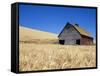 Wheat Crop Growing in Field By Barn-Terry Eggers-Framed Stretched Canvas