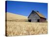 Wheat Crop Growing in Field By Barn-Terry Eggers-Stretched Canvas