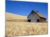 Wheat Crop Growing in Field By Barn-Terry Eggers-Mounted Photographic Print