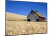 Wheat Crop Growing in Field By Barn-Terry Eggers-Mounted Photographic Print