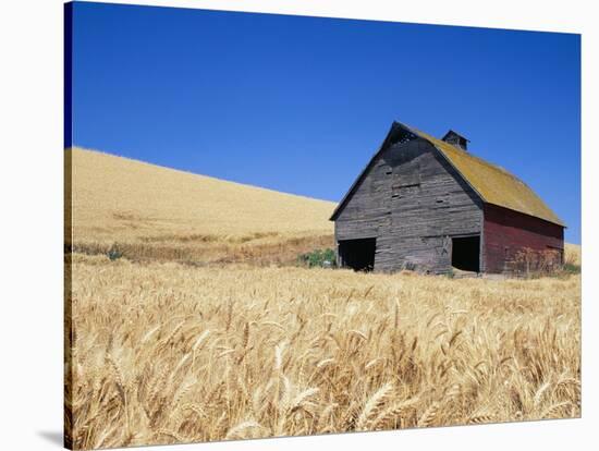 Wheat Crop Growing in Field By Barn-Terry Eggers-Stretched Canvas