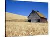 Wheat Crop Growing in Field By Barn-Terry Eggers-Stretched Canvas