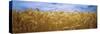 Wheat Crop Growing in Palouse Country, Washington, USA-null-Stretched Canvas