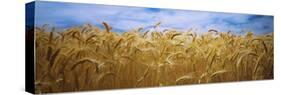 Wheat Crop Growing in Palouse Country, Washington, USA-null-Stretched Canvas