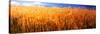 Wheat crop growing on field-null-Stretched Canvas