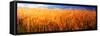 Wheat crop growing on field-null-Framed Stretched Canvas