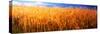 Wheat crop growing on field-null-Stretched Canvas
