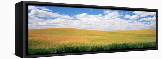 Wheat Crop in a Field, Palouse, Whitman County, Washington State, USA-null-Framed Stretched Canvas