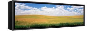 Wheat Crop in a Field, Palouse, Whitman County, Washington State, USA-null-Framed Stretched Canvas