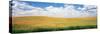 Wheat Crop in a Field, Palouse, Whitman County, Washington State, USA-null-Stretched Canvas