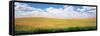 Wheat Crop in a Field, Palouse, Whitman County, Washington State, USA-null-Framed Stretched Canvas