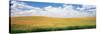 Wheat Crop in a Field, Palouse, Whitman County, Washington State, USA-null-Stretched Canvas