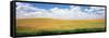 Wheat Crop in a Field, Palouse, Whitman County, Washington State, USA-null-Framed Stretched Canvas