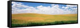 Wheat Crop in a Field, Palouse, Whitman County, Washington State, USA-null-Framed Stretched Canvas