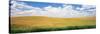 Wheat Crop in a Field, Palouse, Whitman County, Washington State, USA-null-Stretched Canvas