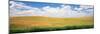 Wheat Crop in a Field, Palouse, Whitman County, Washington State, USA-null-Mounted Photographic Print