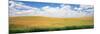 Wheat Crop in a Field, Palouse, Whitman County, Washington State, USA-null-Mounted Photographic Print