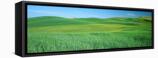 Wheat Crop in a Field, Whitman County, Washington State, USA-null-Framed Stretched Canvas