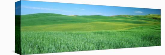 Wheat Crop in a Field, Whitman County, Washington State, USA-null-Stretched Canvas