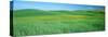 Wheat Crop in a Field, Whitman County, Washington State, USA-null-Stretched Canvas